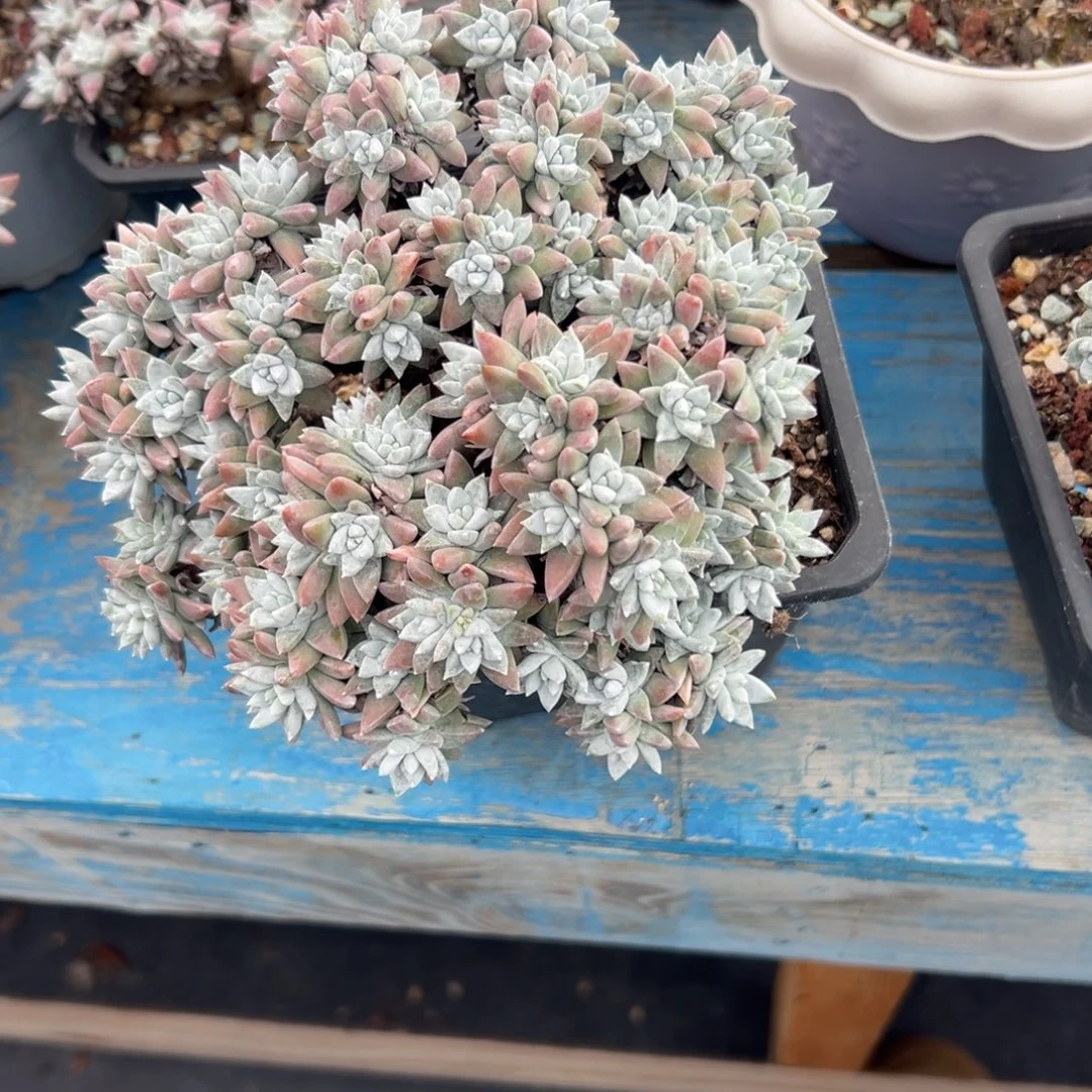 ****生谢谢姐姐～一物一拍3051