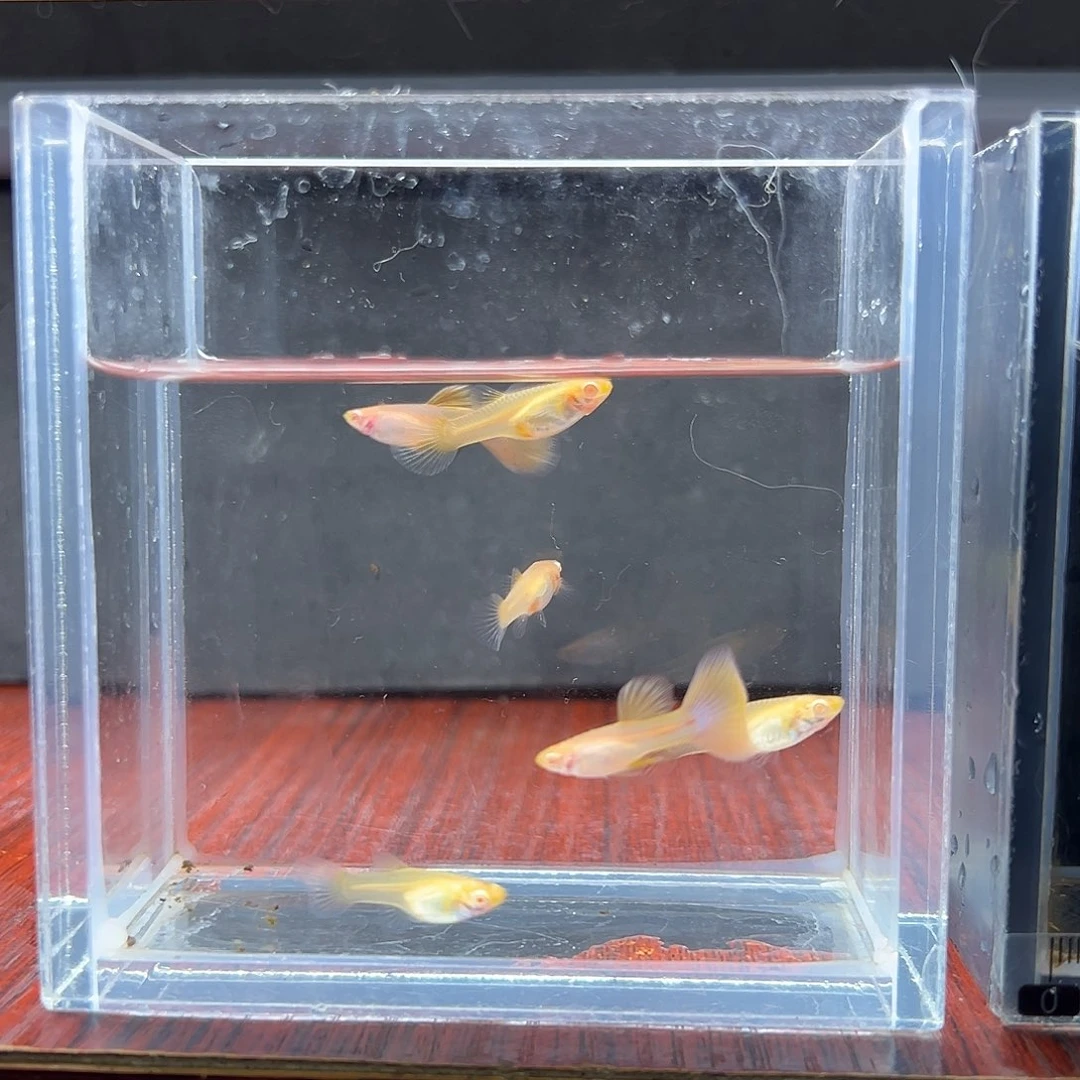 孔雀鱼金粉孔雀鱼两对