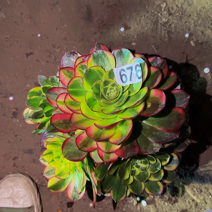 676奶白宽锦多肉植物处理不售后