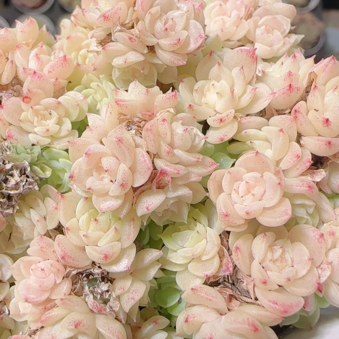 花语逸镜1031-148散有消耗