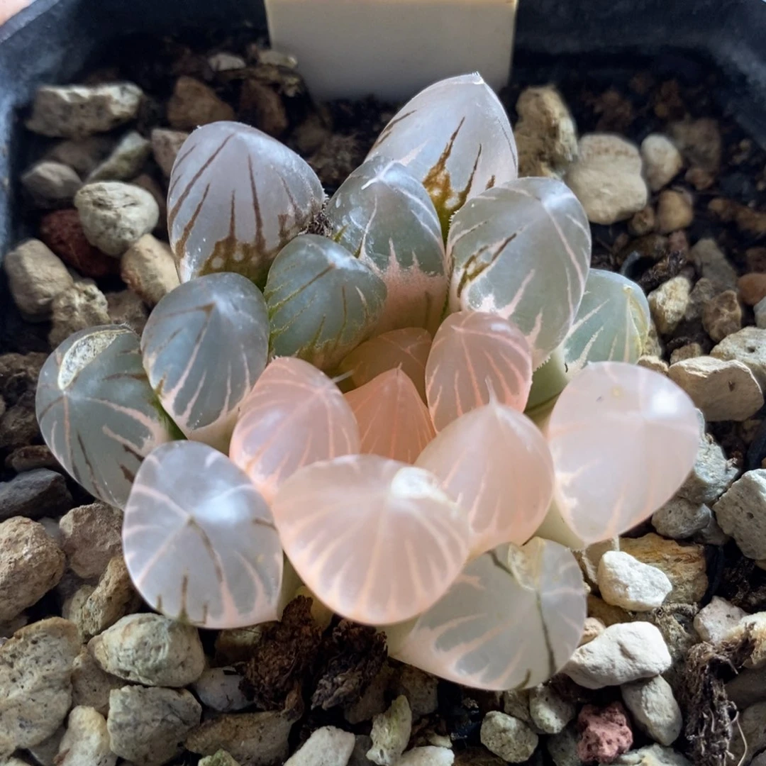 23霓虹灯玉露锦，，，