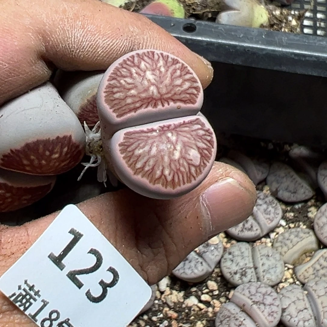 【闪购商品】蜜*～ 123。
