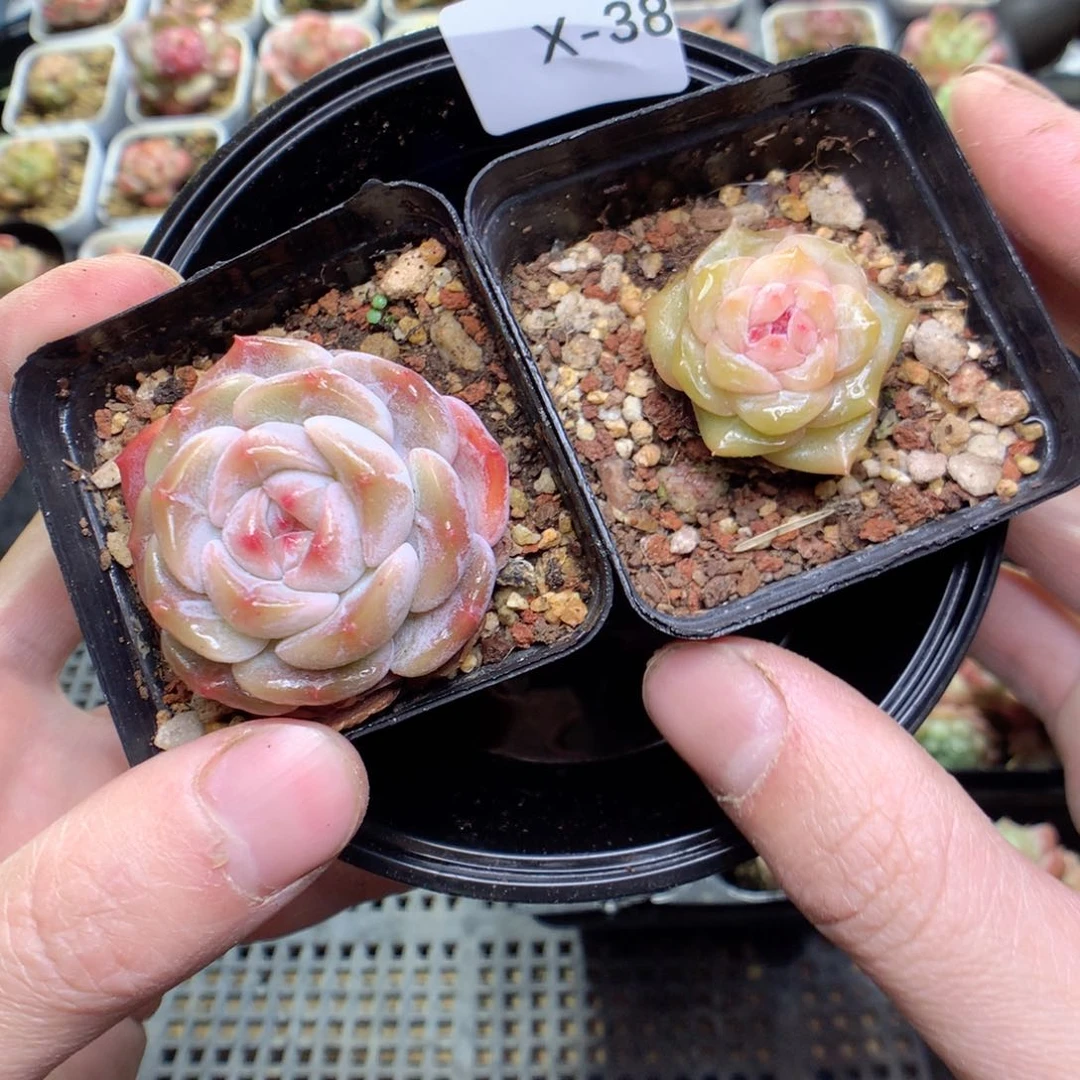 X38y y y y y y y y y y y y