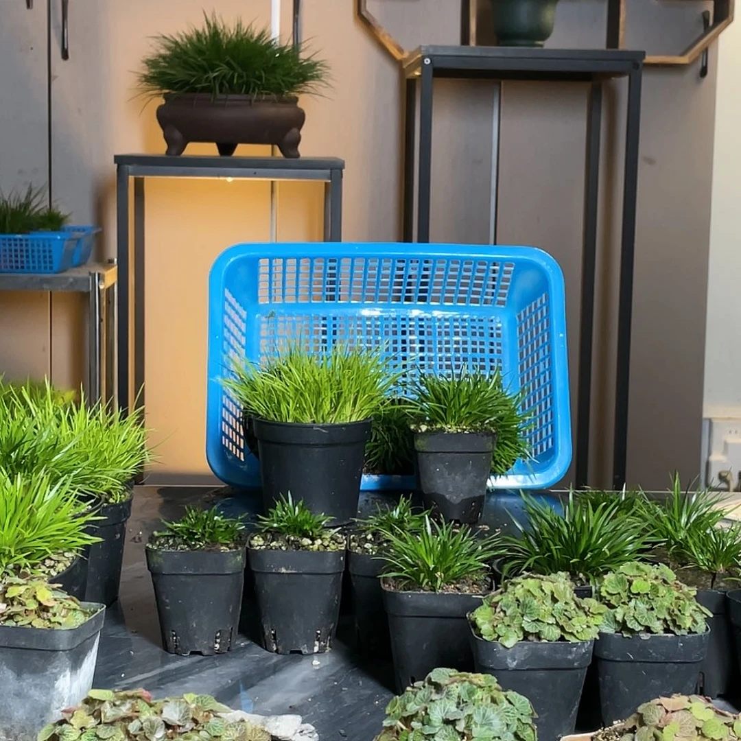 【闪购商品】不开花植物