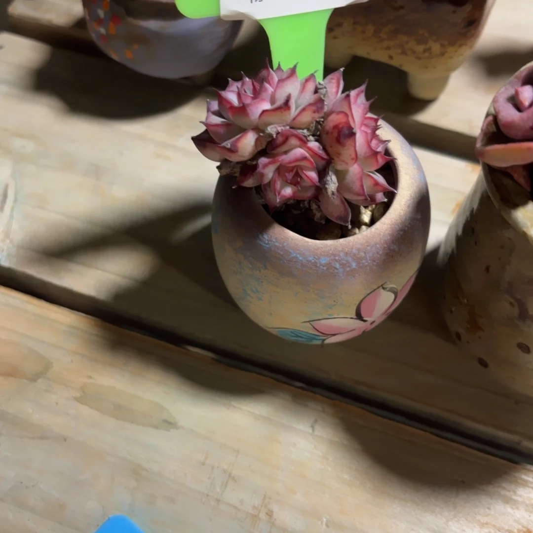 胭脂精品多肉荷花10022