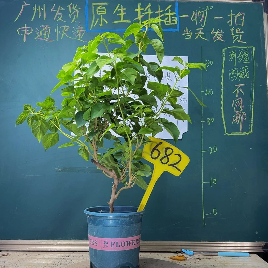 当前无花栽培后可以开花 造型 暗斑五宝 造型 682