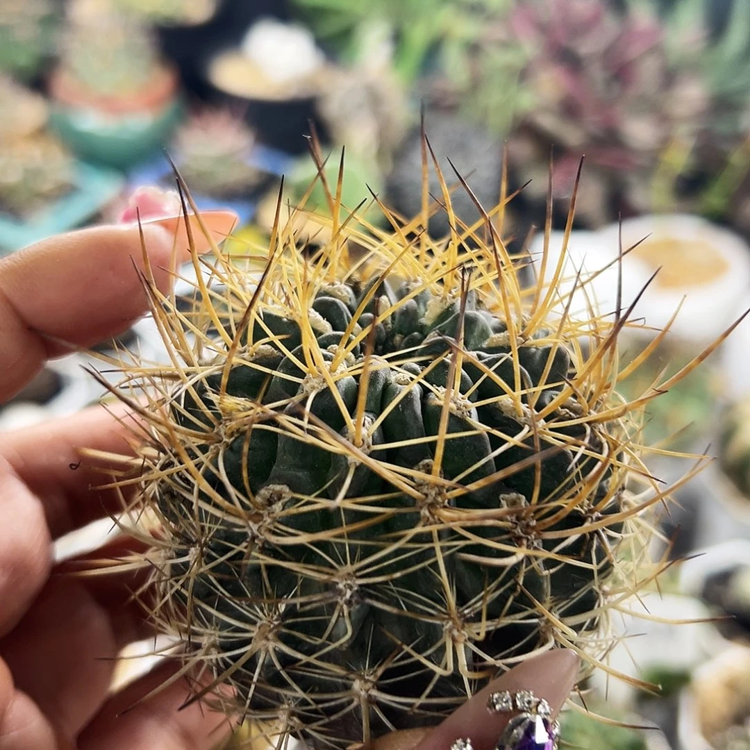 极光有根仙人球66666