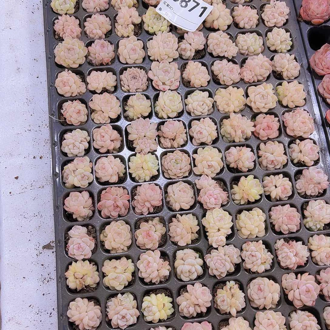 871样品5个19包邮