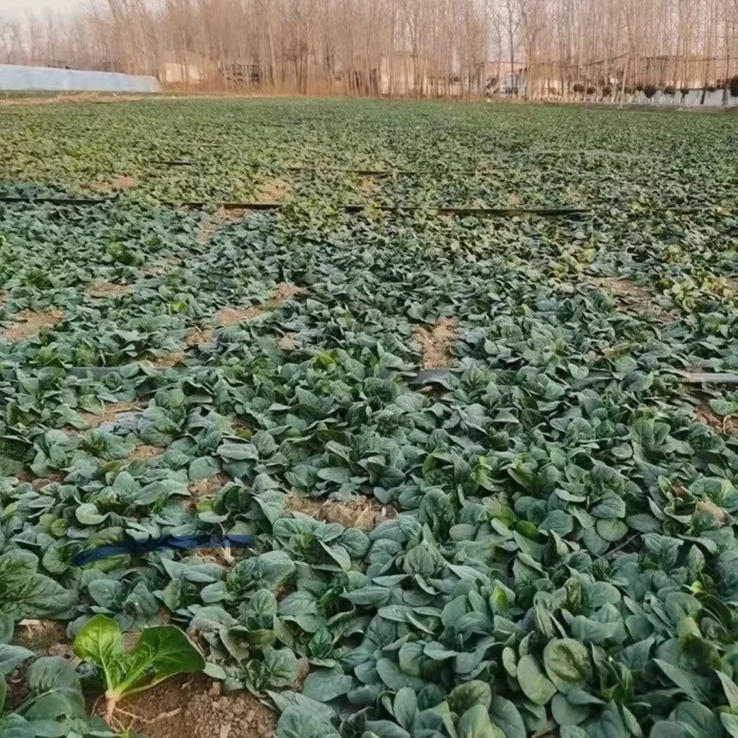 河南本地趴地菠菜5斤装