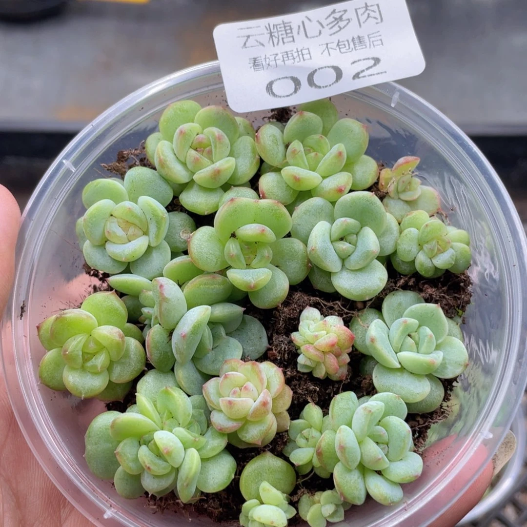 云糖心多肉植物002