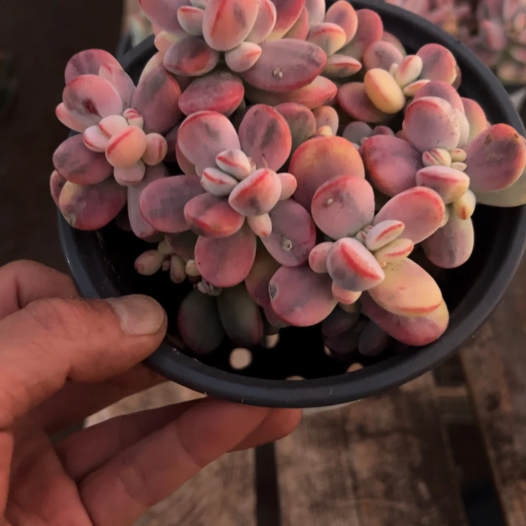 老*淘多肉乒乓福娘饰景一个