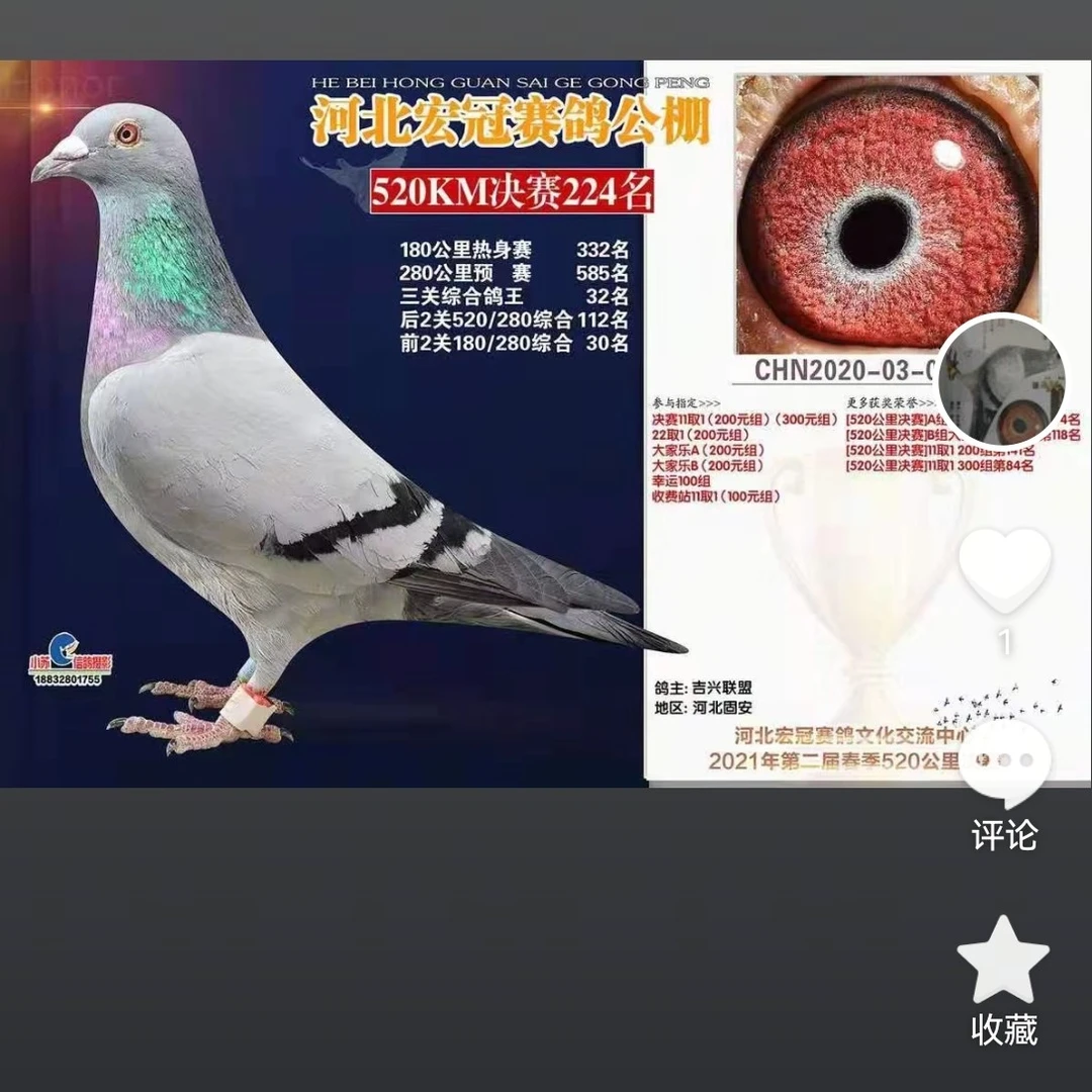 优质种鸽用于实战育种后代出色的赛鸽