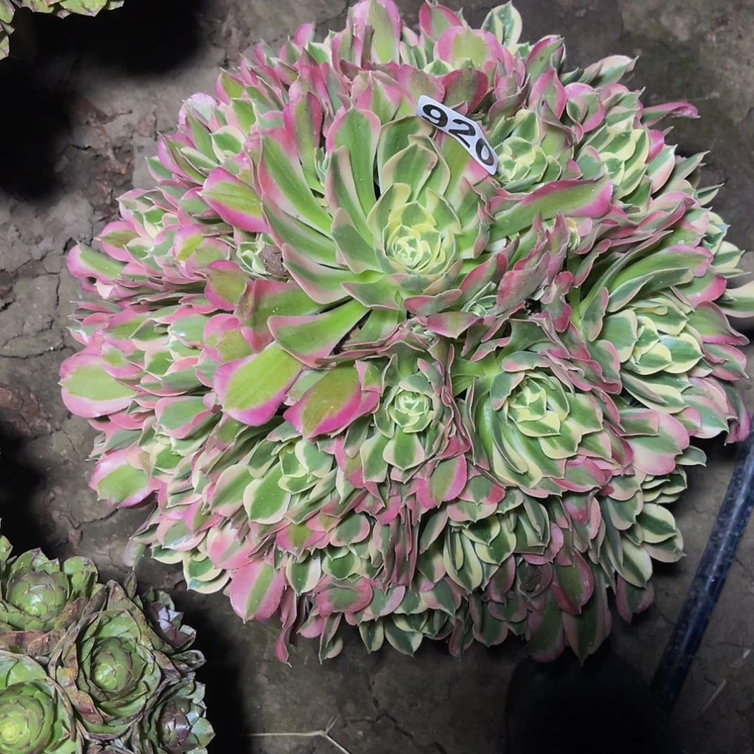 法师法师14-17包邮法师