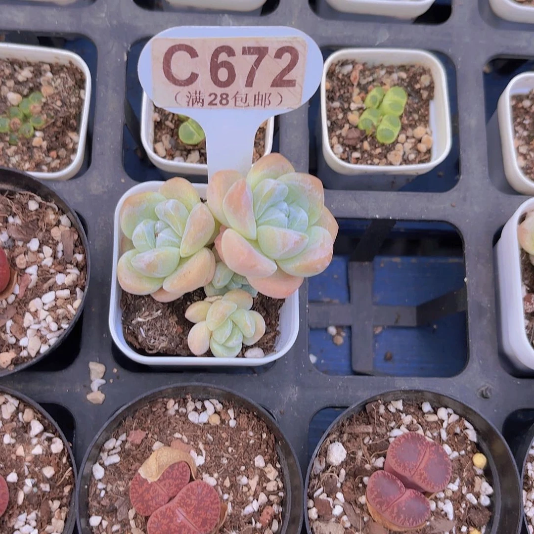 C672冰玉一物一拍