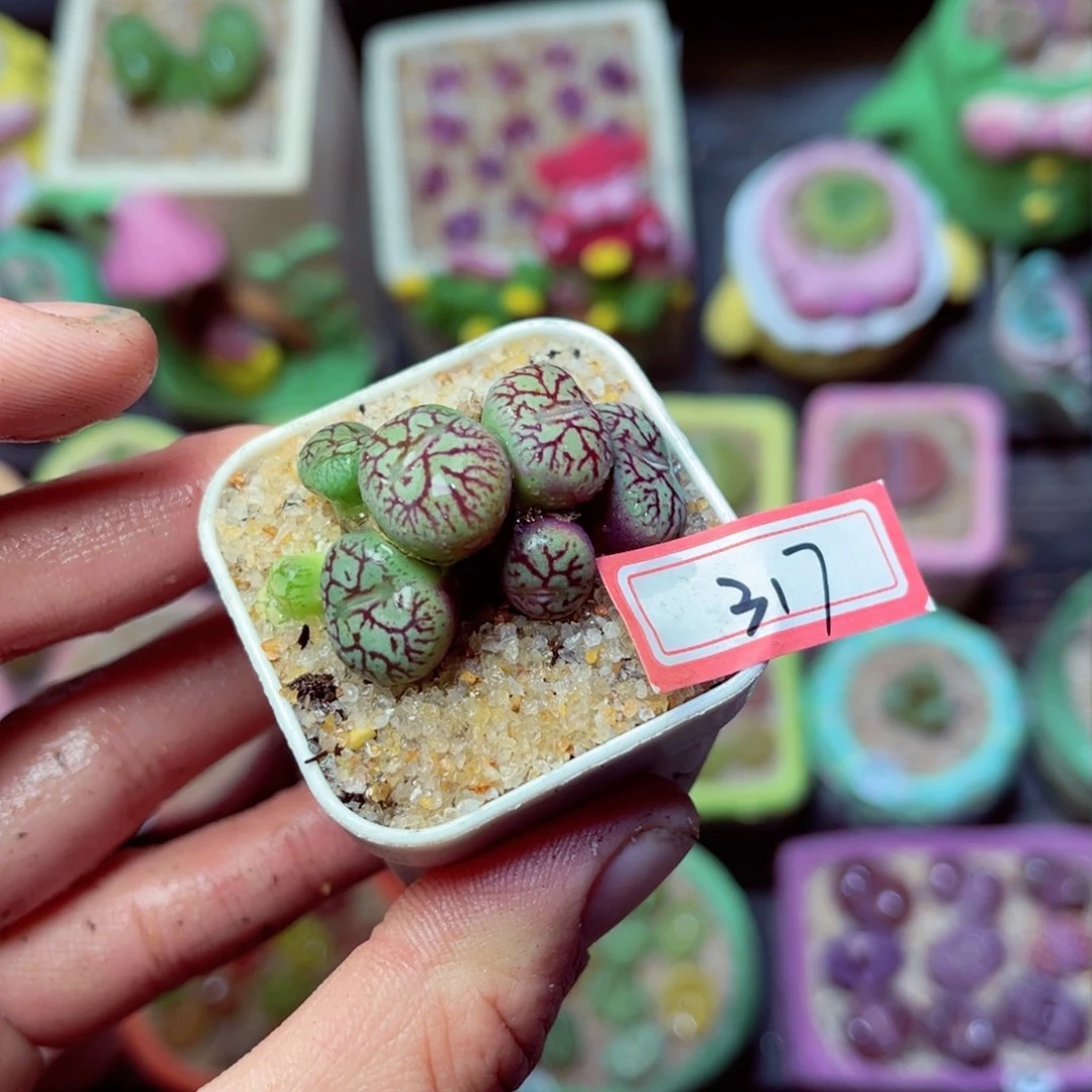 317生石花带盆发