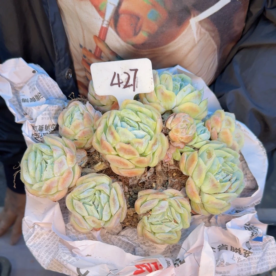 ****蒚多肉植物的生长发育与