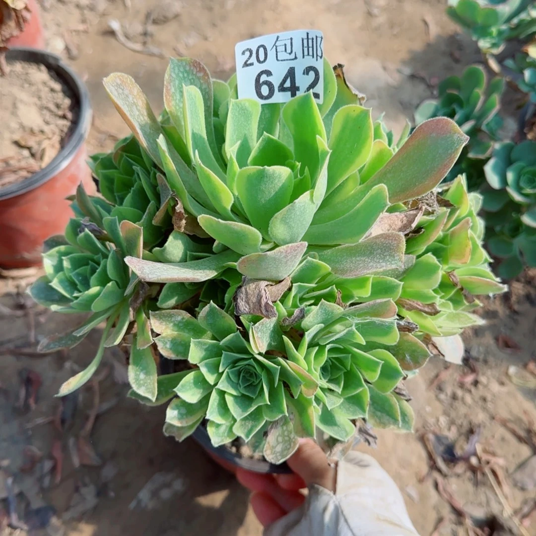 青檬642满20包邮断枝不包