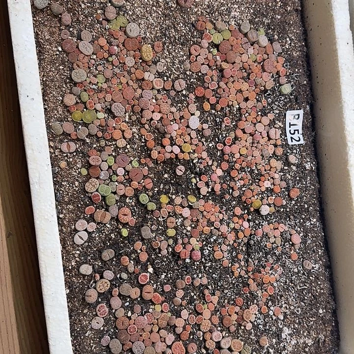 生152石花整框脱土发货不售后