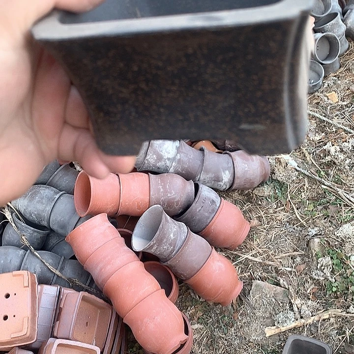 紫砂哈哈真的是太给力的样子就是