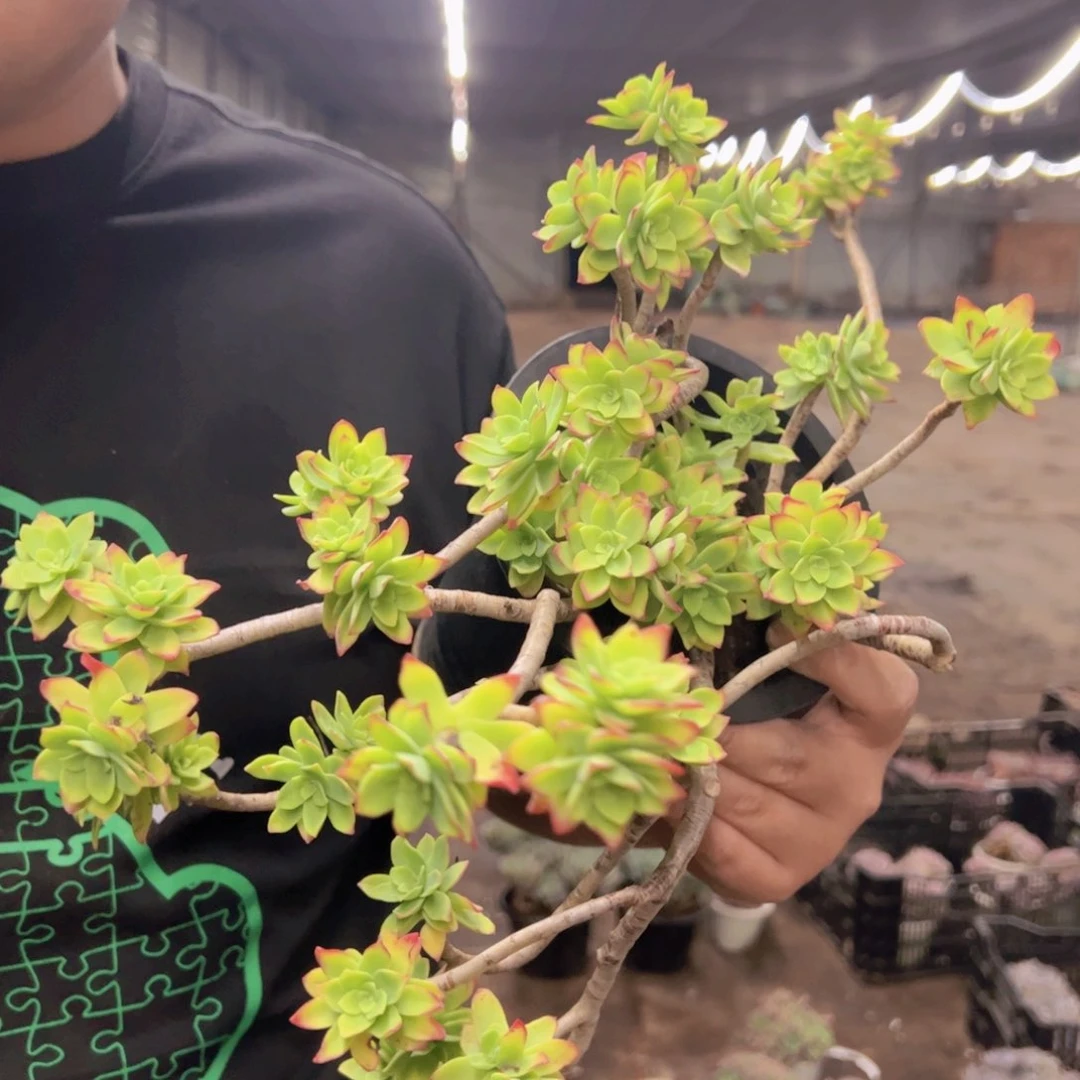 清扬薄化妆大盆，160杯