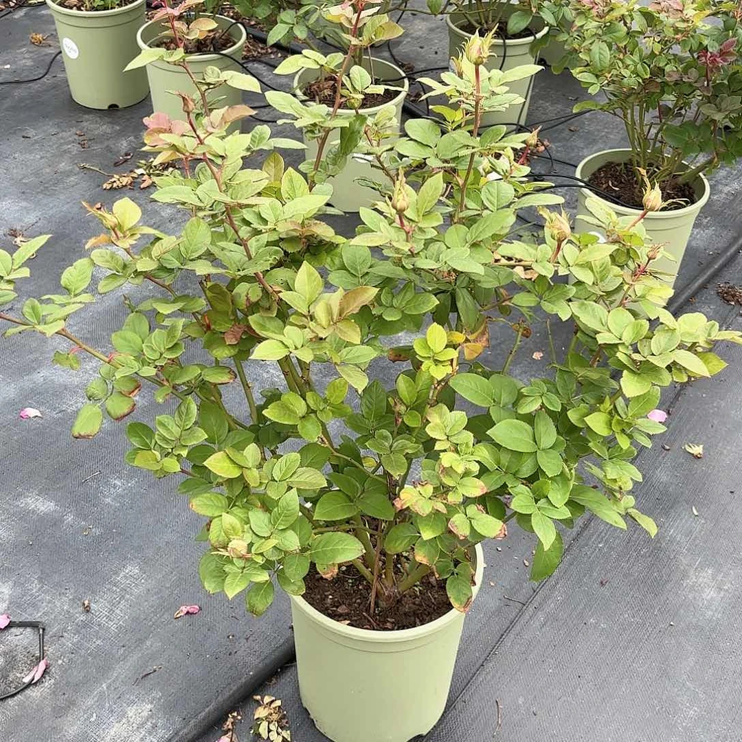 文学3加仑根接月季