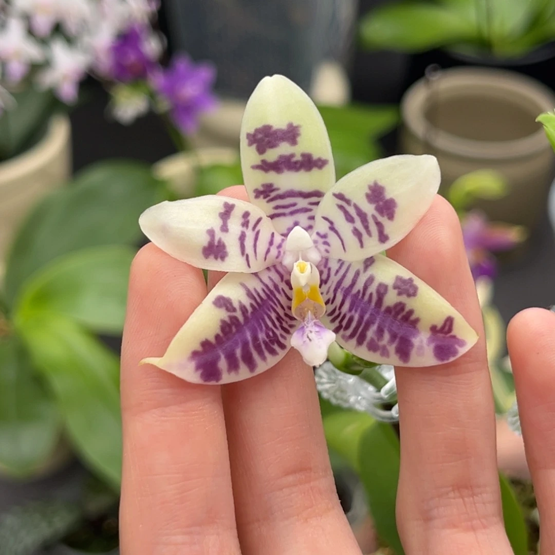 完全开放2.5寸d709开花株