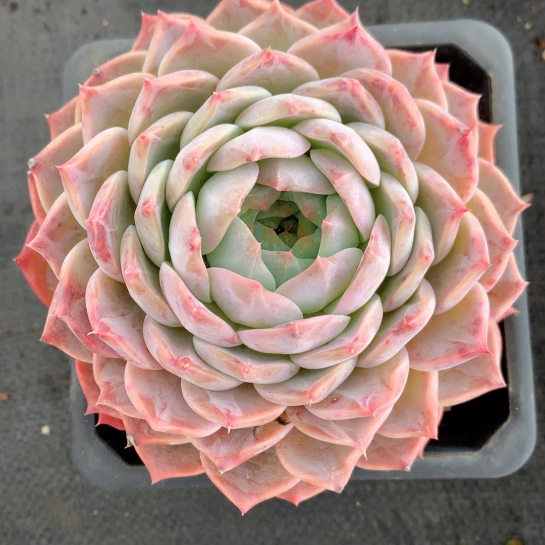 9017杂交多肉植物基地