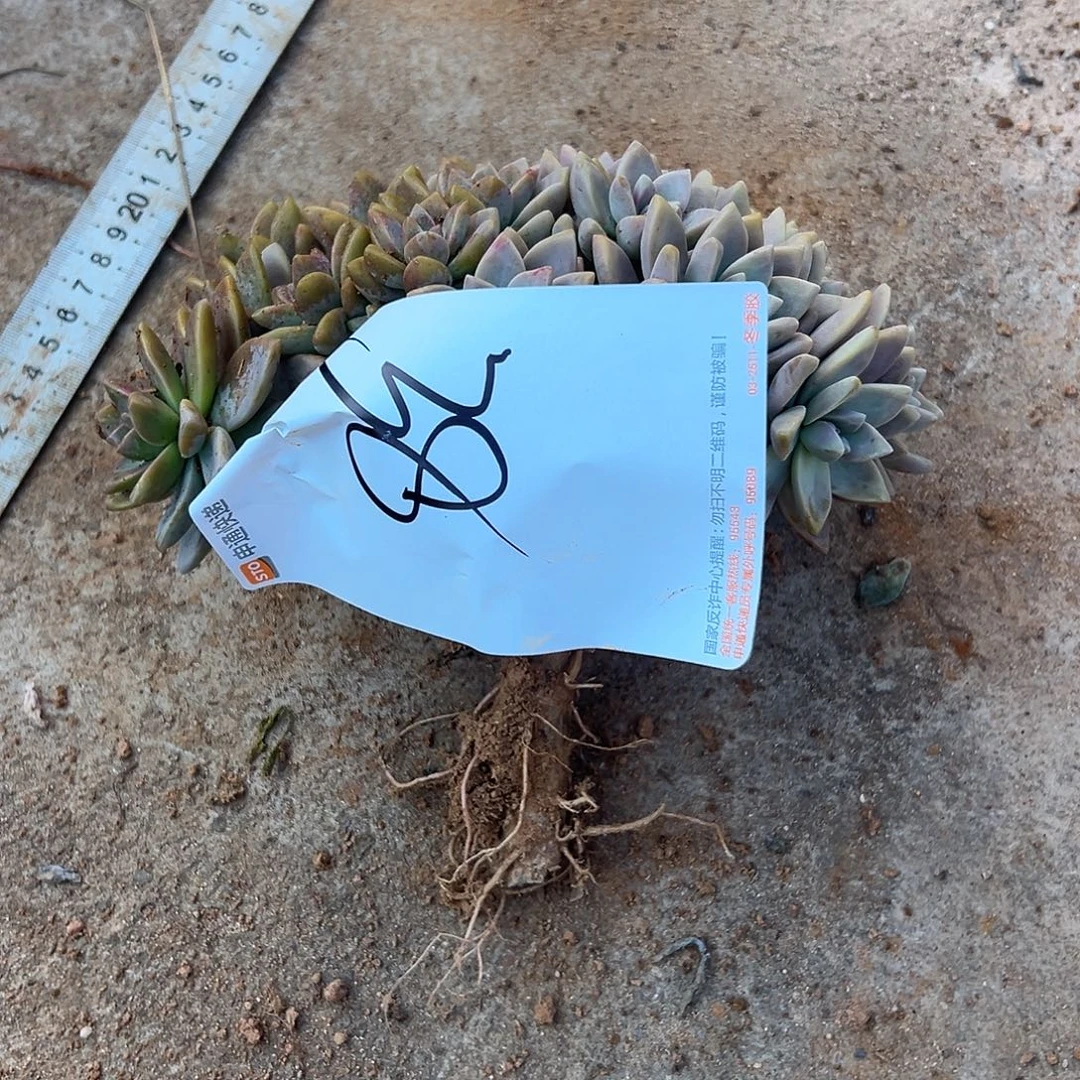 波***子淡雪多肉一物一拍38