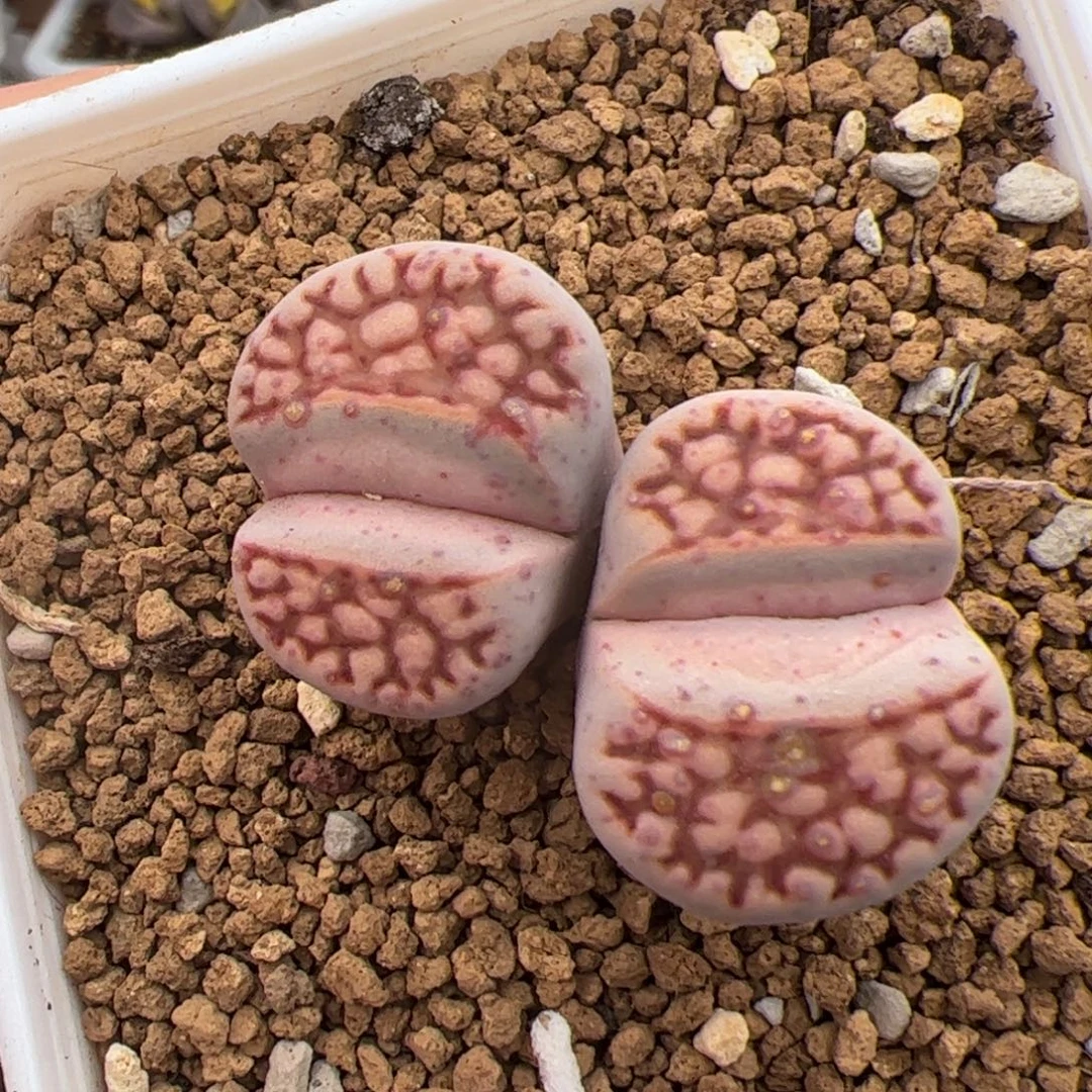 069号红网纹寿丽 多肉植物