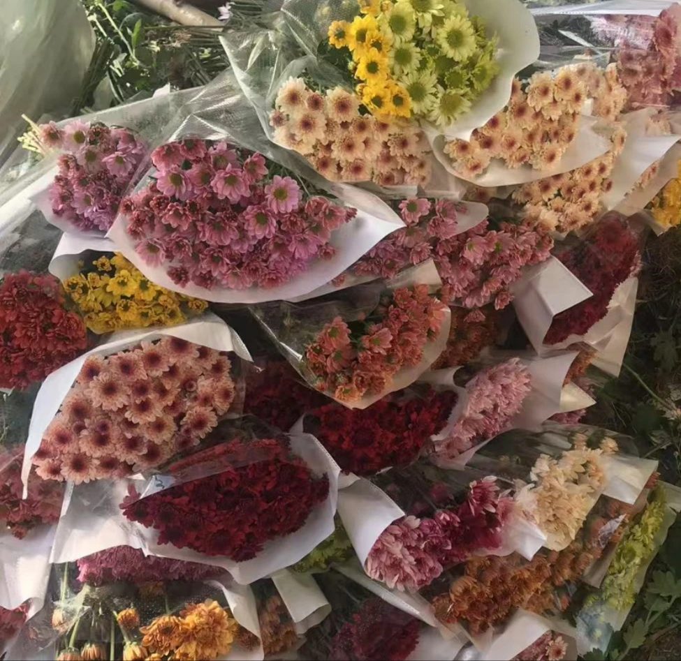 小雏菊花束云南直发鲜切花超长待机