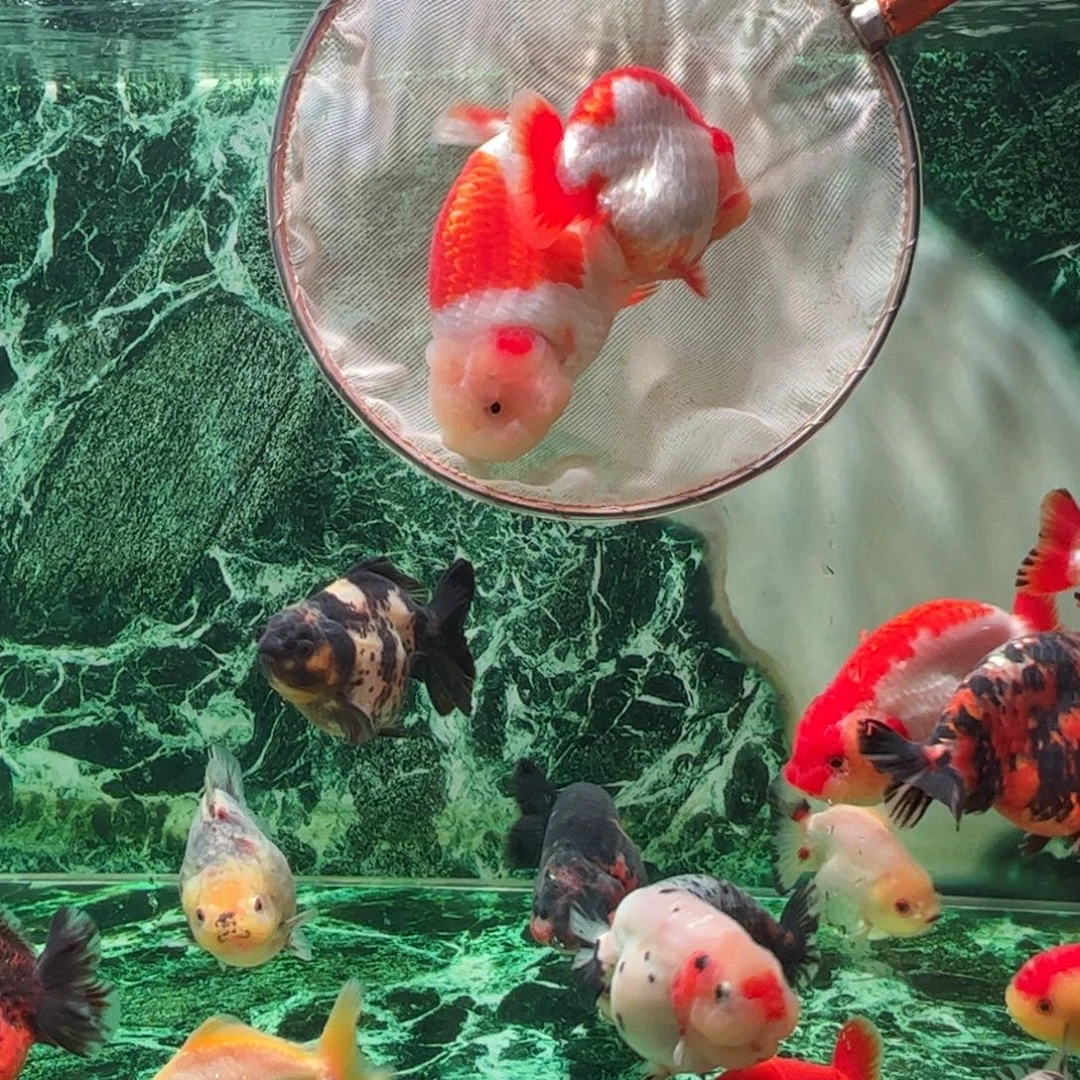 金鱼双耳机半袍小红帽