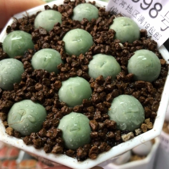 0098，1.2厘米左右鸽子蛋