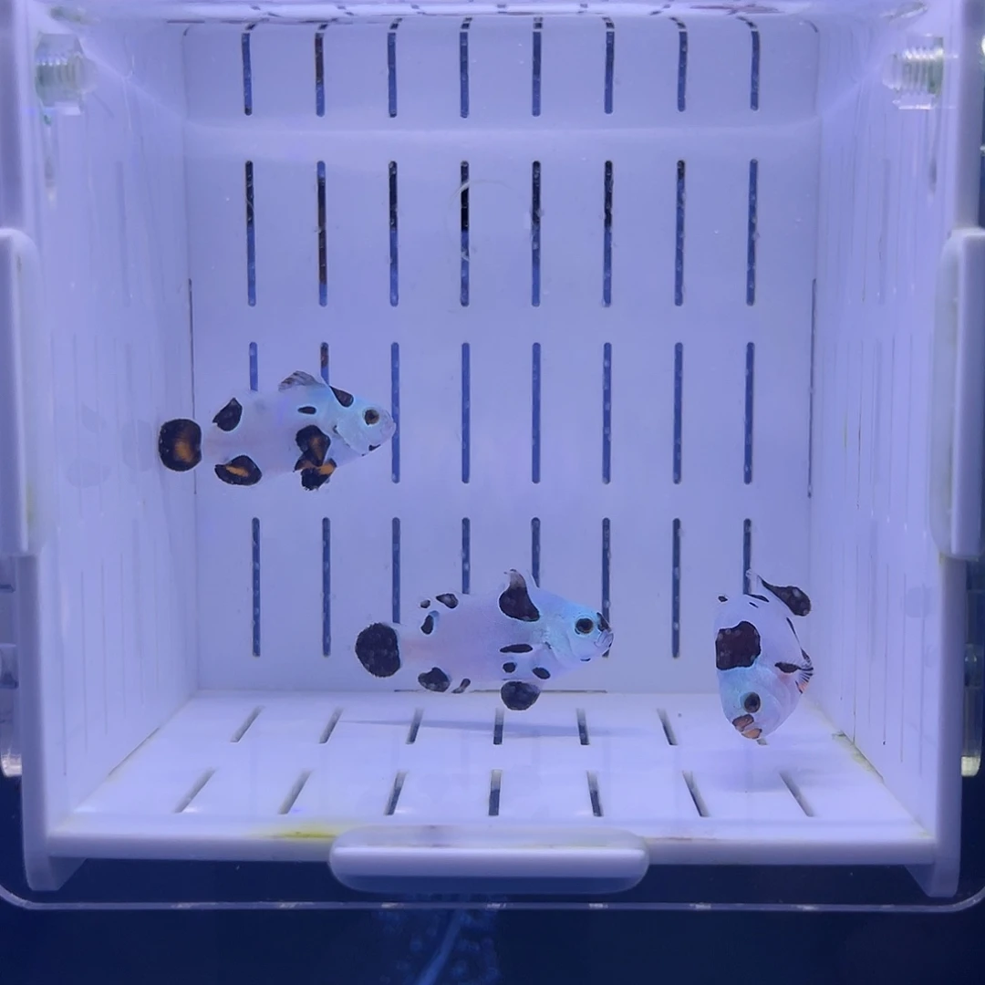 海水鱼毕卡猫小丑鱼