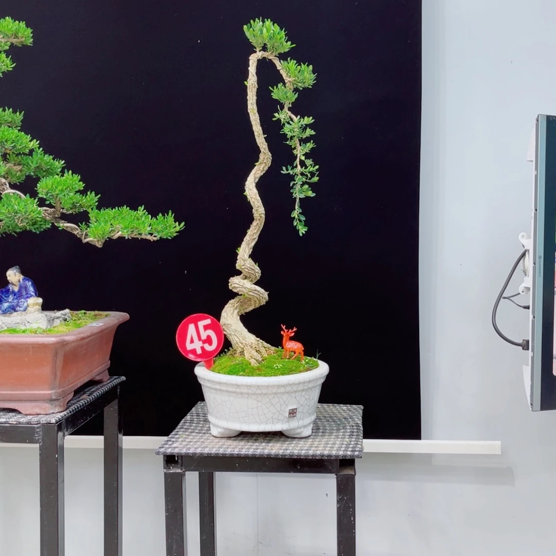 以实际为准精品黄杨老桩