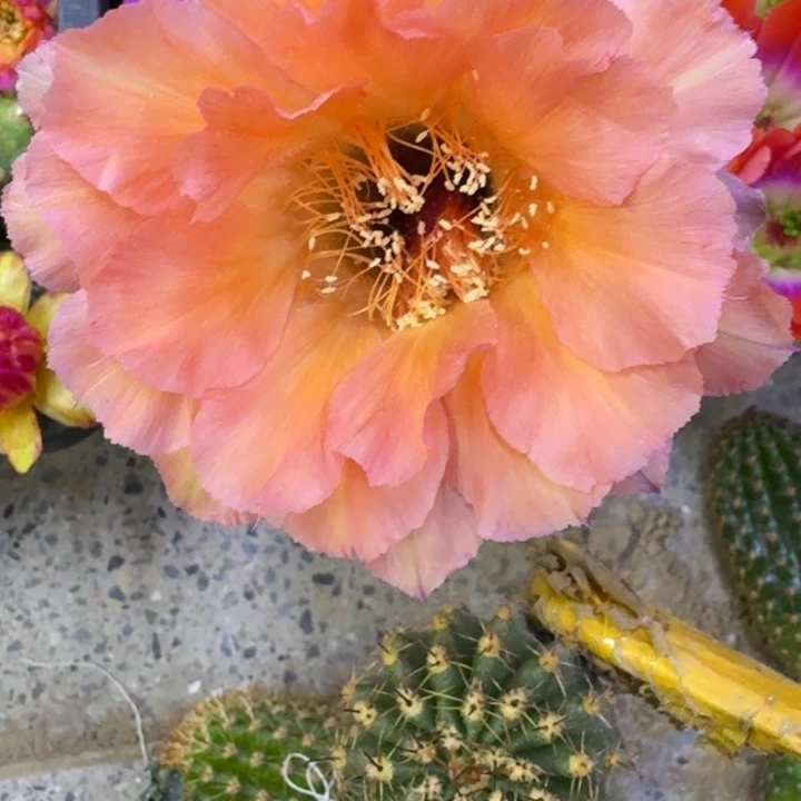 8彩草果粒橙歪4公分左右无根侧牙，20包邮