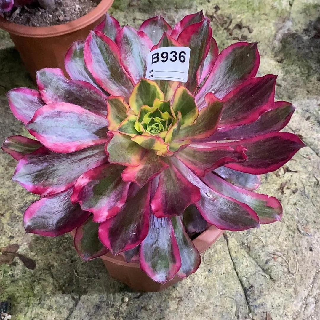 瀏魅影多肉植物936