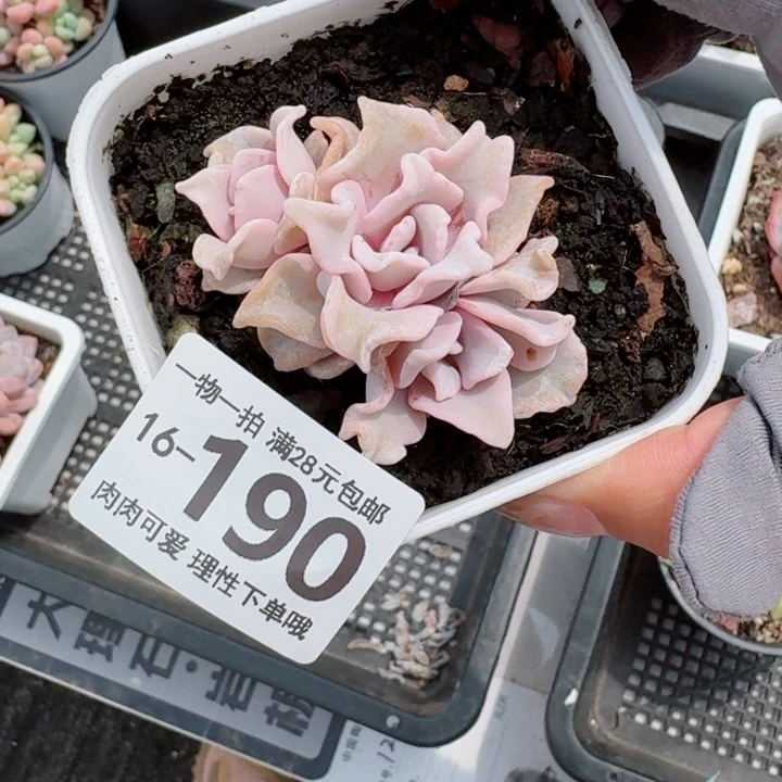 芭蕾舞者多肉多肉无盆土