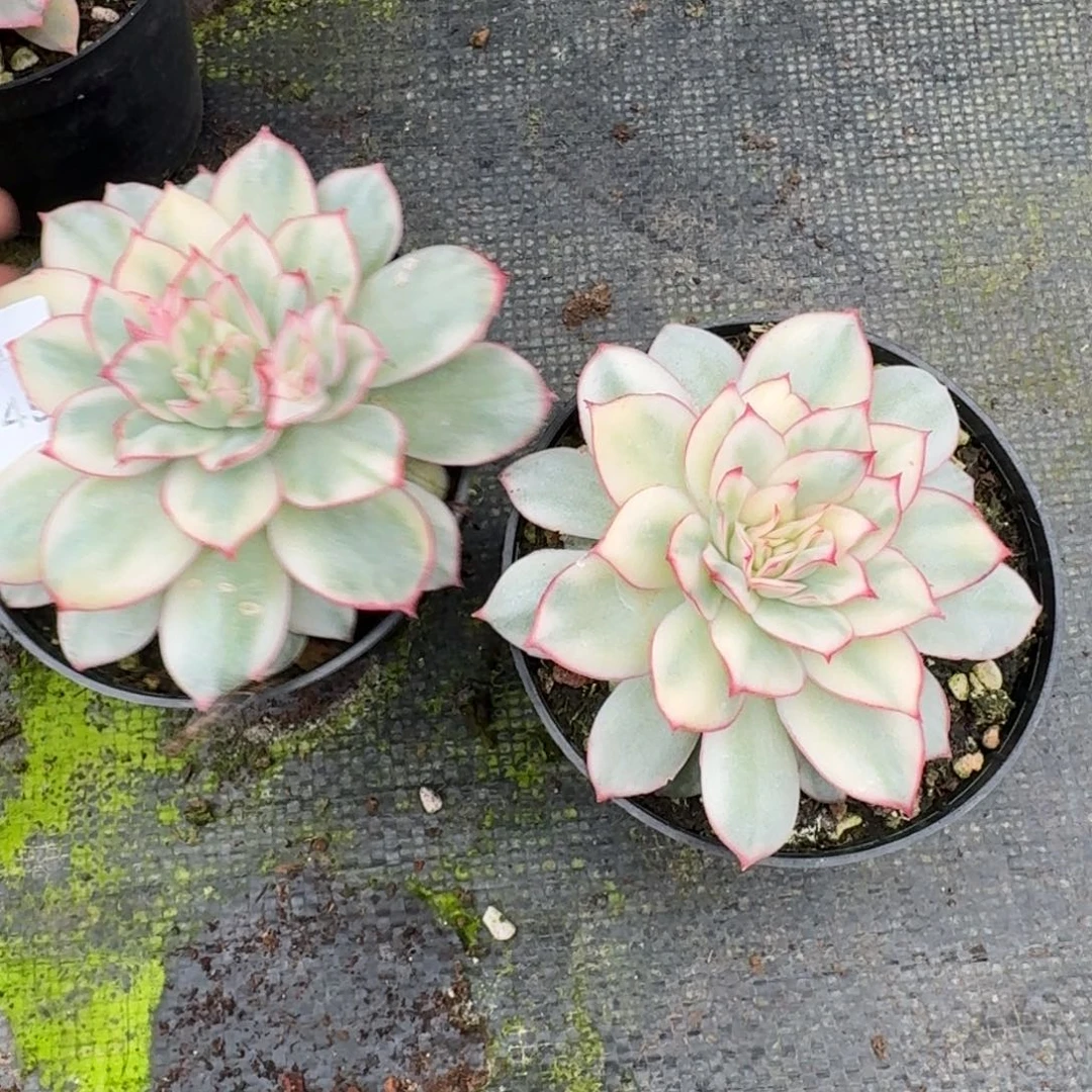 两颗月光女神锦断叶不售后22-49