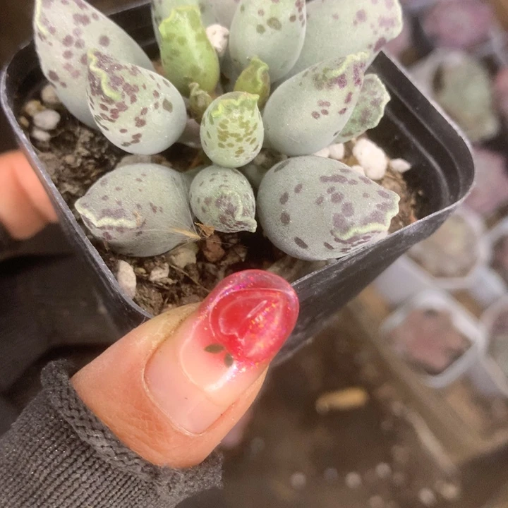 海豹子。 （满9.99包邮不满9.99发叶子）