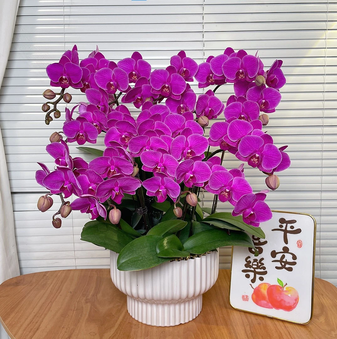 【福星-蝴蝶兰】QX中式 禅意 轻奢 绿植 室内懒人观赏花卉