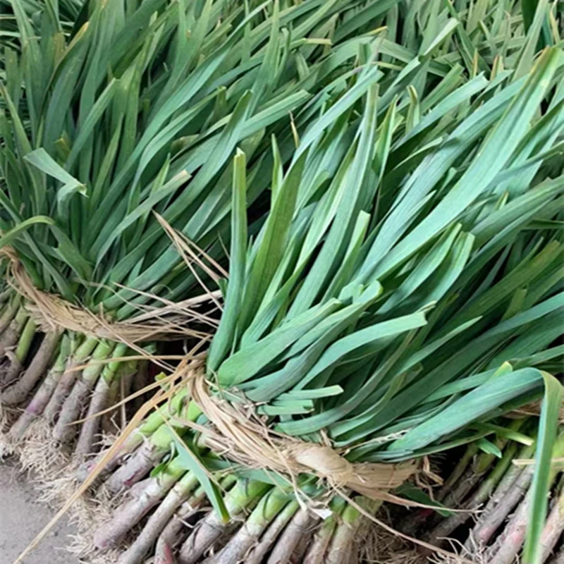 东台农家本地露天大蒜叶新鲜红紫皮大蒜叶青蒜苗红根应季蔬菜