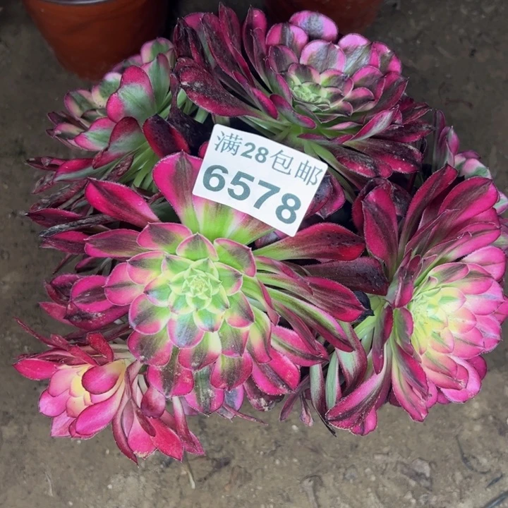 6578天和多肉植物