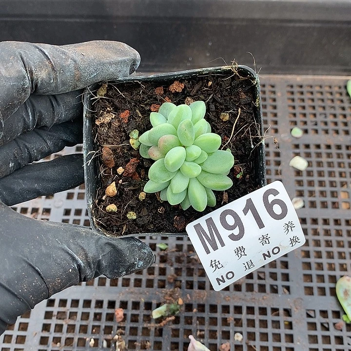 橙色奇迹自然群 多肉植物 9.25 号左右发