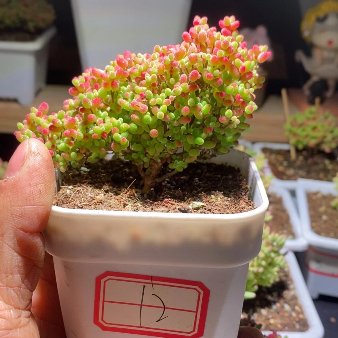 蜜橘带盆土发货一物一拍