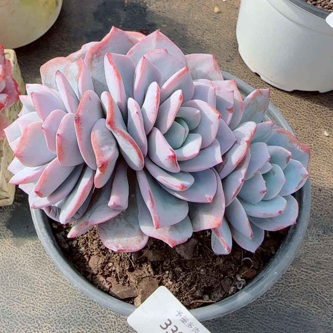 奶茶朵缀，3390多肉植物