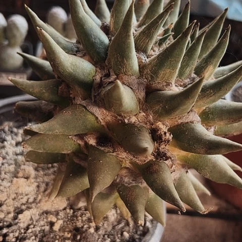 仙人球大牡丹的故事