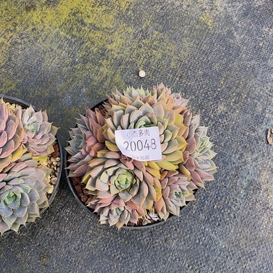 婞**你20048玫瑰夫人2颗