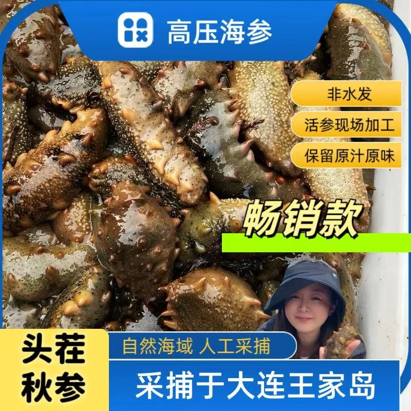 王家岛新鲜活海参现场加工无添加免费加工高压海参
