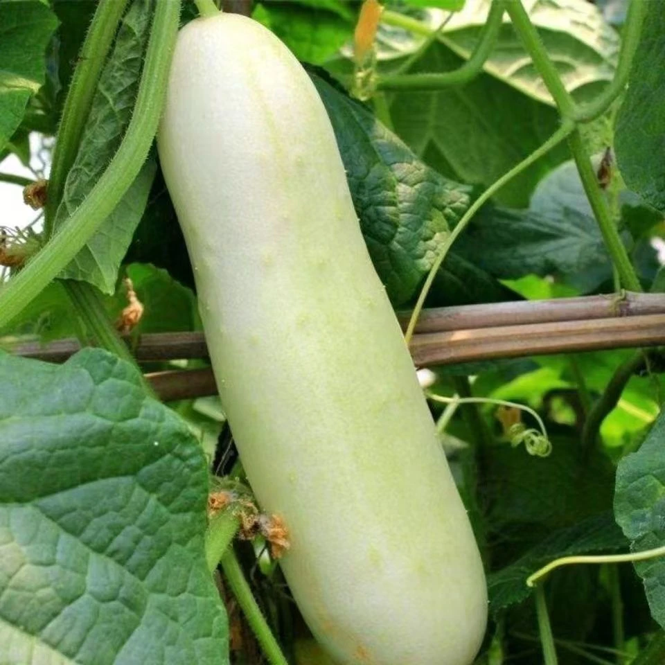 湖北新鲜农家自种白皮黄瓜现摘现发当季蔬菜可炖汤