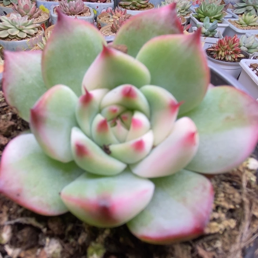 396啦啦啦啦啦啦啦啦啦